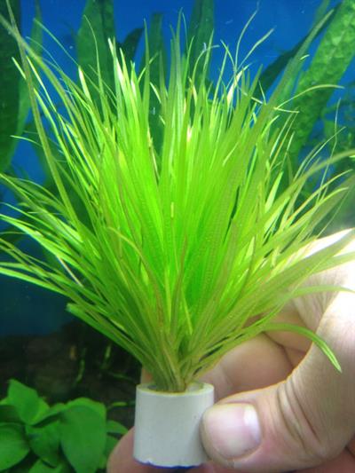 Blyxa japonica